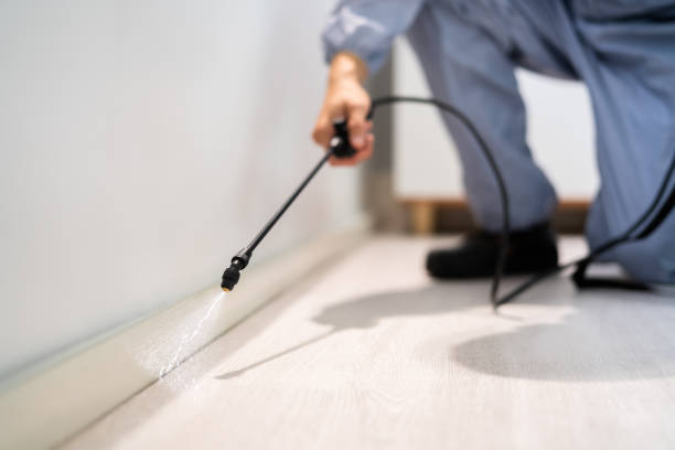 Licensed Wasp Removal service in Winnsboro, LA - Show Me Pest Control